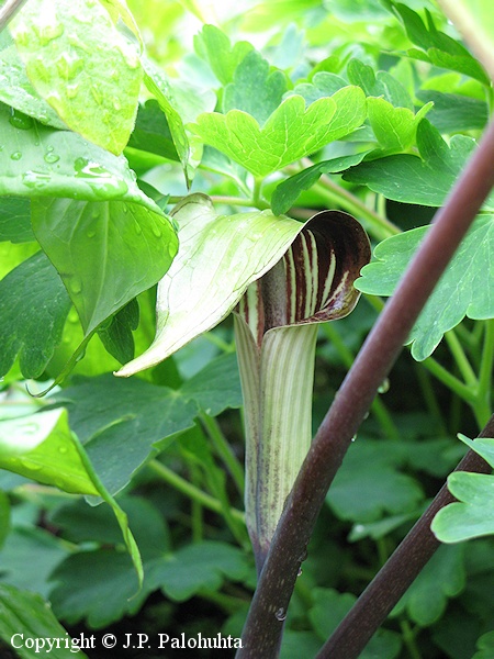 Arisaema triphyllum ruskokrskalla